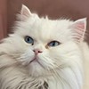 Kedi Dostumuz