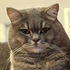 Kedi Dostumuz